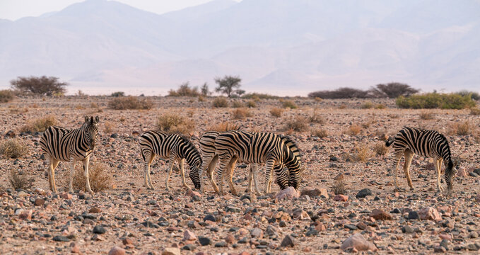 Bergzebra in der Namibw&uuml;ste von Namibia