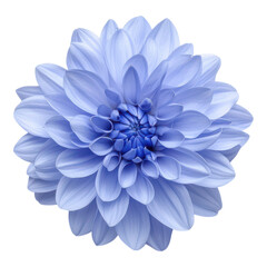 Obraz premium A stunning blue flower with layered petals, radiating beauty and elegance, showcasing intricate details at its center.