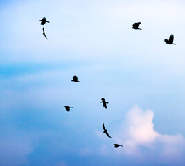 silhouettes of birds in the blue sky