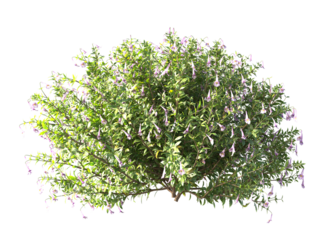 Various types of flowers grass bushes shrub and small plants isolated	
