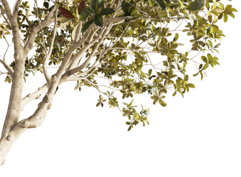 Various types of tree branch plants bushes shrub and small plants isolated	