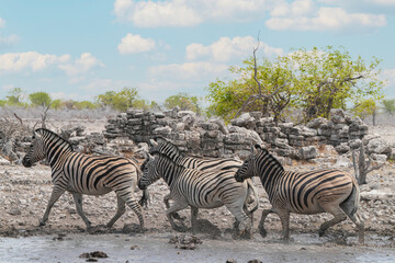 Obraz premium Steppenzebra in der Wildnis von Namibia in Bewegung