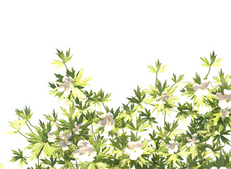 Various types of flowers grass bushes shrub and small plants isolated