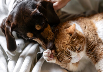 A cozy scene of a dog and cat relaxing together at home. Snuggled on a chair with soft blankets, they play and pose side by side, capturing warmth, friendship, and family vibes