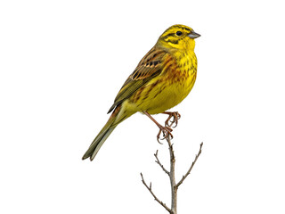 A captivating photograph of a Yellowhammer (Emberiza citrinella) standing majestically on a slender.