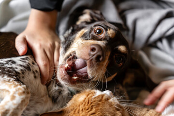 A cozy scene of a dog and cat relaxing together at home. Snuggled on a chair with soft blankets, they play and pose side by side, capturing warmth, friendship, and family vibes © Diana Light