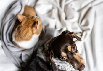 A cozy scene of a dog and cat relaxing together at home. Snuggled on a chair with soft blankets, they play and pose side by side, capturing warmth, friendship, and family vibes
