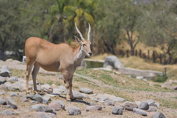 Common eland antelope standing alert in rocky zoo habita