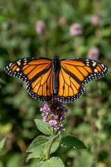 Naklejka premium Monarch butterfly on a purple flower in a garden.