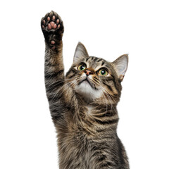 Fototapeta premium A cat with raised paw, displaying curiosity and playfulness, characterized by its detailed fur and expressive eyes.