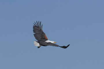 Seeschreiadler in Namibia im freien Flug