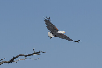 Obraz premium Seeschreiadler in Namibia