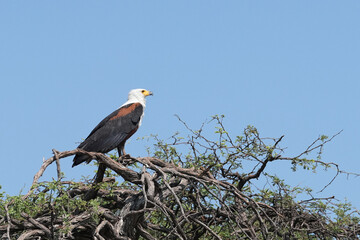 Seeschreiadler in Namibia