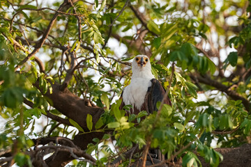 Seeschreiadler in Namibia in einem Baum