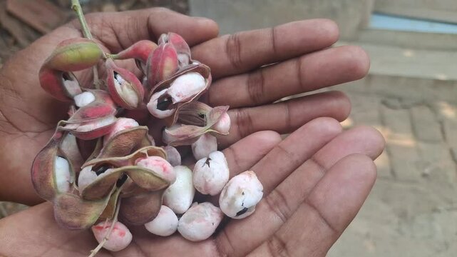 Pithecellobium dulce, commonly known as Manila tamarind, Madras thorn, monkeypod tree or camachile, is a species of flowering plant