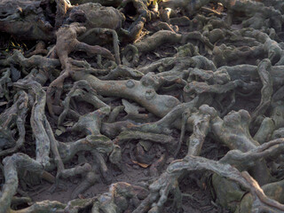Old tree roots in a green natural forest