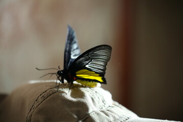 large butterfly with yellow wings