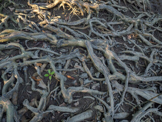 Old tree roots in a green natural forest