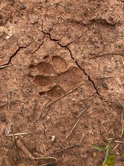 Animal track discovery in nature wildlife evidence on cracked earth landscape