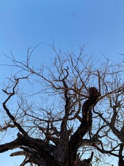 Bare trees against clear blue sky nature scene outdoor photography tranquil view