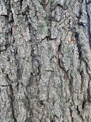 Macro perspective of tree bark texture in a natural outdoor environment photography