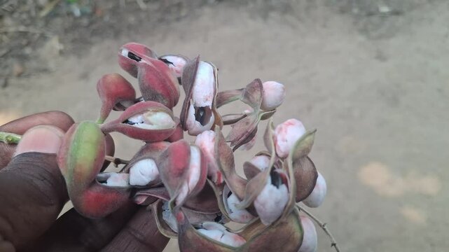 Pithecellobium dulce, commonly known as Manila tamarind, Madras thorn, monkeypod tree or camachile, is a species of flowering plant