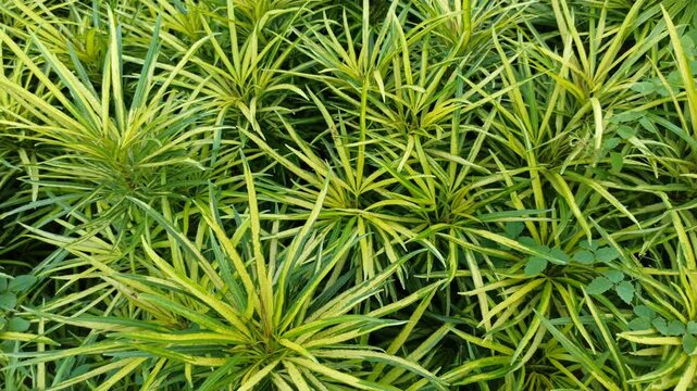 osmoxylon lineare
