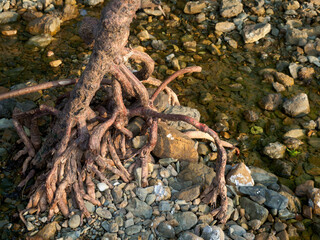 Old tree roots in a green natural forest