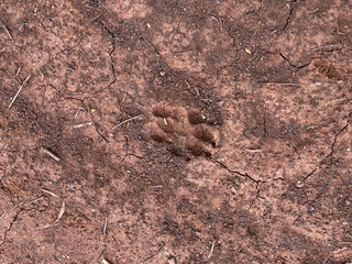 Wild animal tracks discovered in cracked soil nature trail footprint outdoor close-up