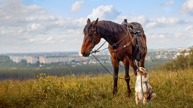 An Aussie dog and a brown horse look at each other meet on the street in the summer in a village in a meadow Concept of friendship products for animals	
