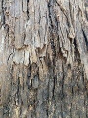 Tree bark texture close-up nature photography outdoor detailed view natural patterns