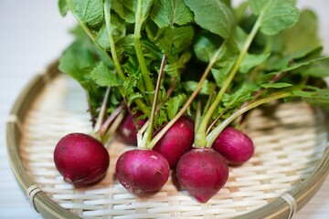 赤い丸形のラディッシュ