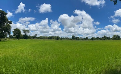 Lush green rice fields and bright blue sky a daytime rural landscape