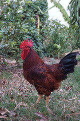 Rooster struts through lush garden nature photography rural setting close-up view