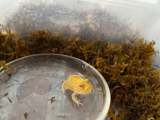 Unique habitat of curious yellow frog close-up wildlife photography at nature reserve