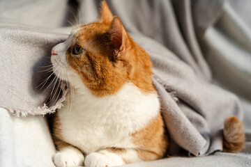 A cozy mix of moments featuring a ginger-and-white cat and a dachshund-pointer mix dog. Indoors...