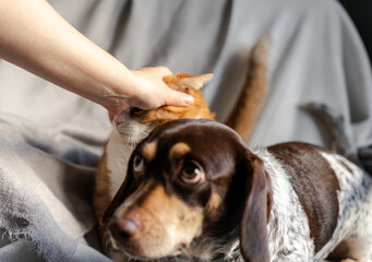 A cozy mix of moments featuring a ginger-and-white cat and a dachshund-pointer mix dog. Indoors...