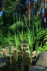 stream in the garden, with stones and plants