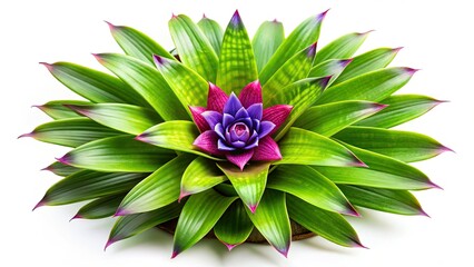 Fototapeta premium Vintage Bromeliad Photo: Green Rosette, Tiny Purple Flowers - Retro Botanical Print