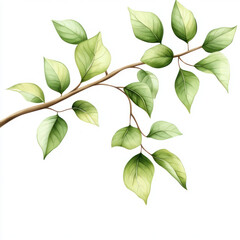 Obraz premium green leaves on white background