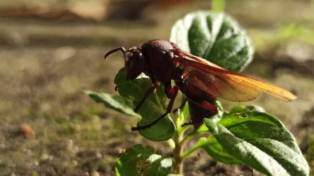 vespa tropica insect 