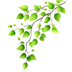 Obraz premium green leaves on white background