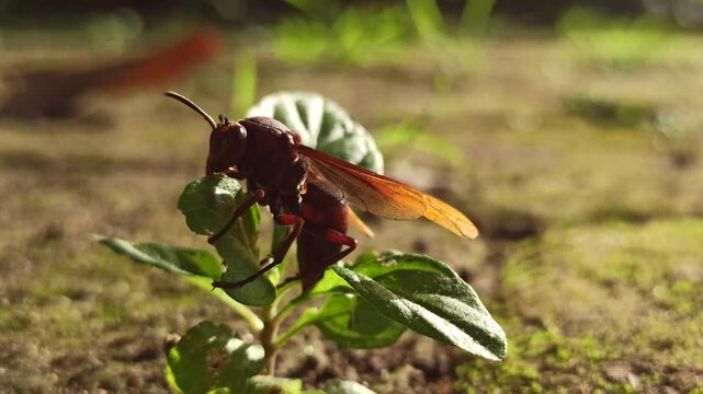 vespa tropica insect 