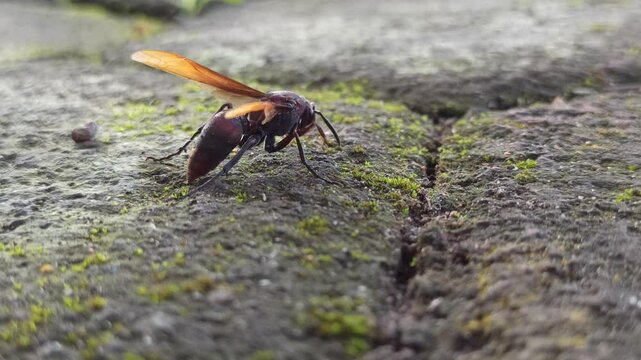 vespa tropica insect 