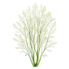 Fototapeta premium Dusty Miller Plant Isolated on Transparent Background