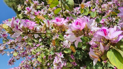 Blooms of Bauhinia variegata. It is also known as mountain ebony or orchid tree