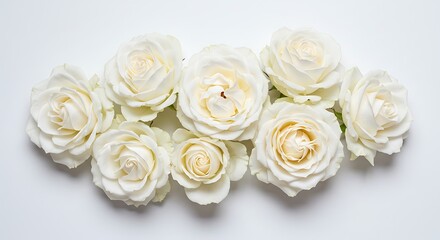 Obraz premium Creamy Rose Embrace AI Generated