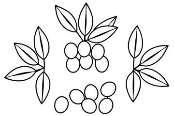 sea buckthorn line art delicate branch with fruit
