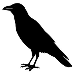 Obraz premium crow on white background
