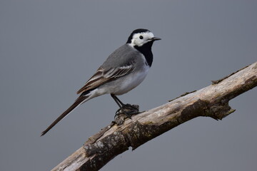 Selective focus shot of a White wagtail (Motacilla alba) on a branch
